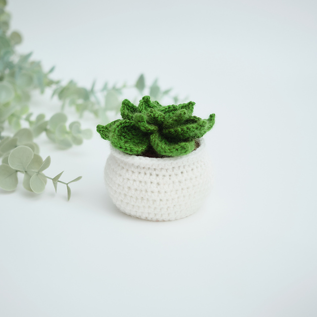 Leaf succulent