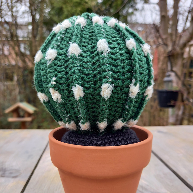Cactus with fluffy balls