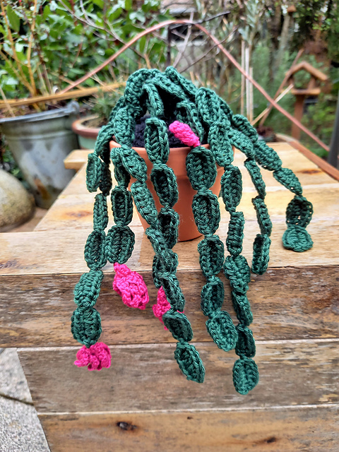 Christmas cactus