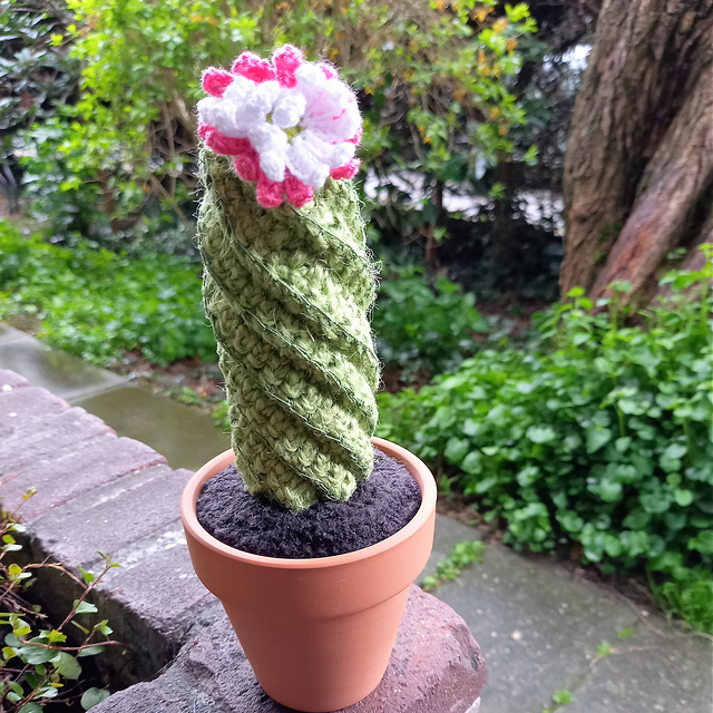 Spiral cactus