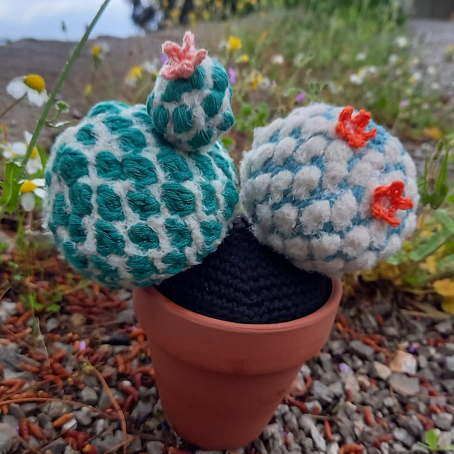 Twin cactus