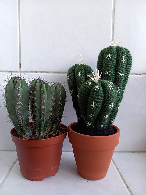 Crested cactus