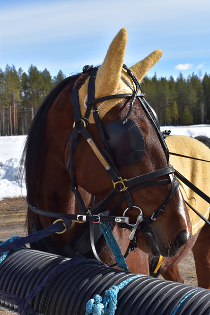 Pläsi