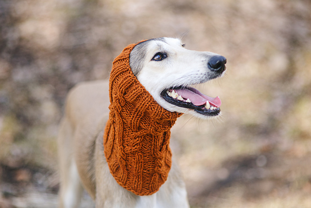 Winter dog snood