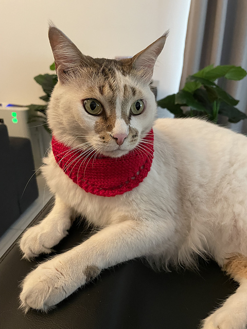 Small Pet Bandana
