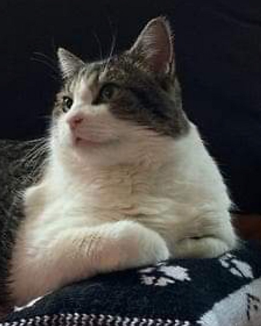 Cat Cushion Cover