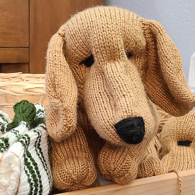 Brekka the Dachshund Puppy