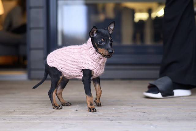 Kerttu for Puppies
