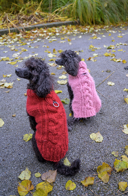 Bruno Dog Sweater