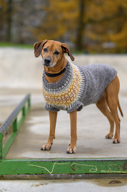 Fiona for Large Dogs