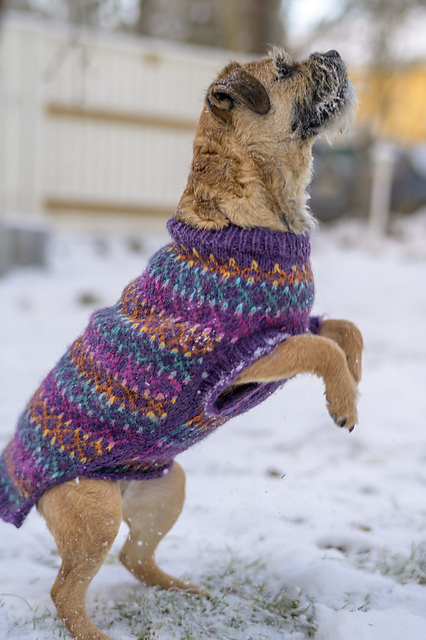 Beeda Dog Sweater