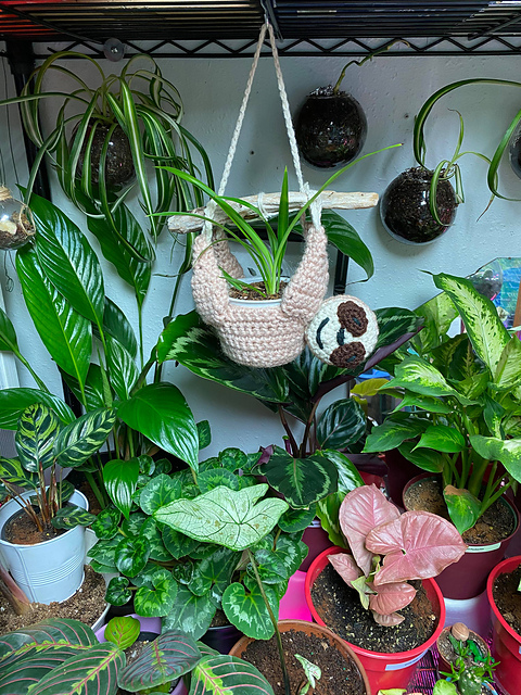 planter large indoor Large Indoor Plant Pots & Ceramic Planters main image 0