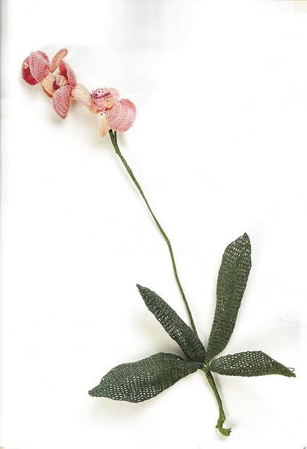 Orchid  Orchidée