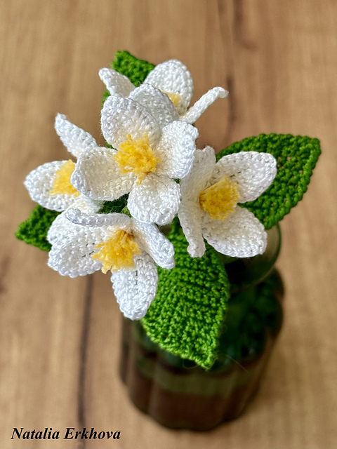 Jasmine