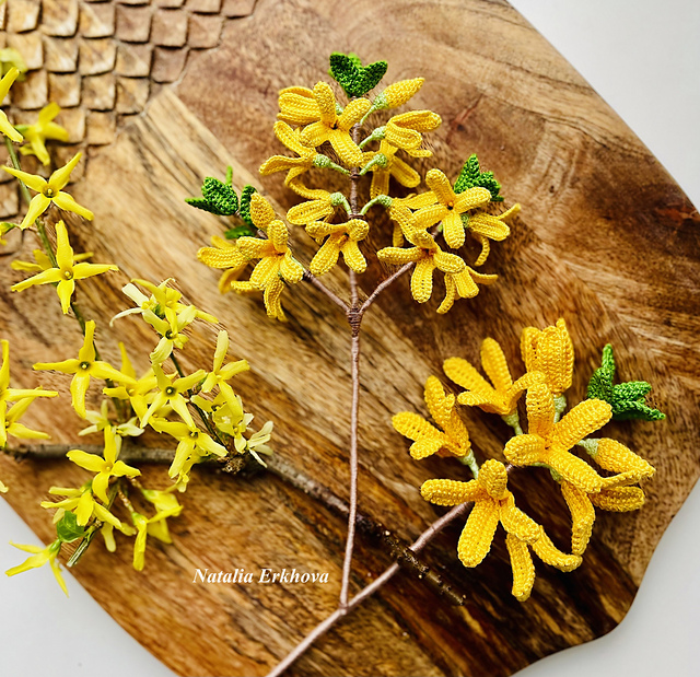 Forsythia