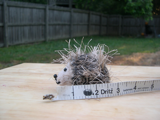 Small and Mini Hedgehogs
