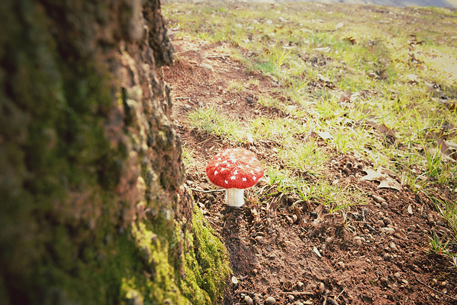 Forever Mushrooms