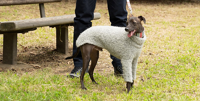p.77 Dog Sweater