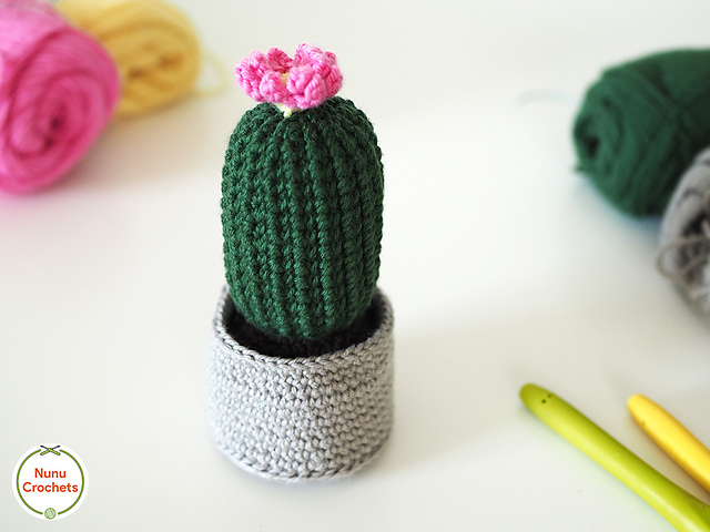 Ball cactus (notocactus)