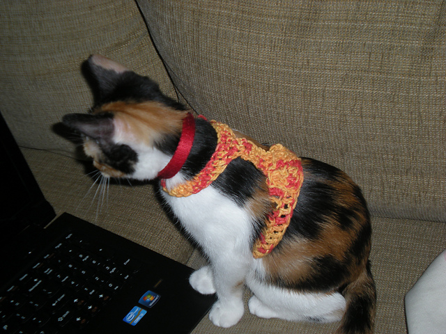 Kitty Harness Recipe