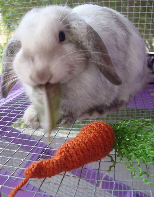 Organic Carrot