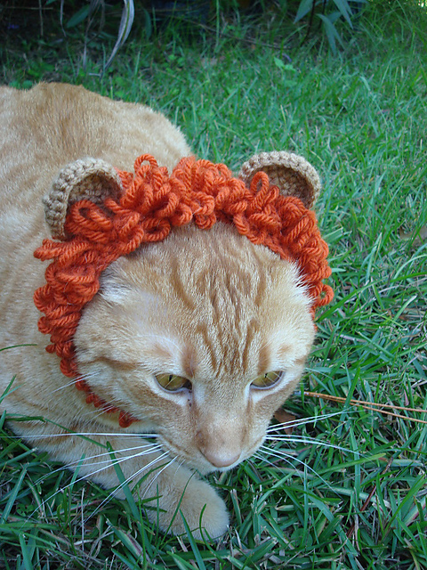 Little Lion