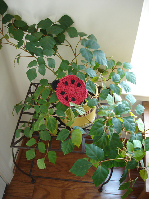 Susan the Ladybug Coaster