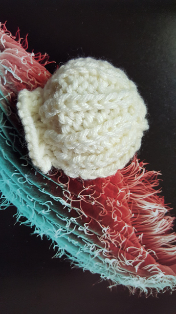 Scallop