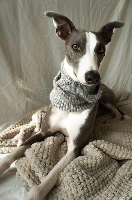 GÖTE Cowl for Dogs