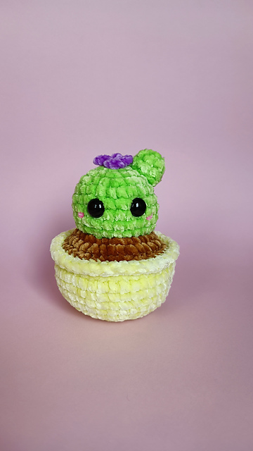 Baby cactus