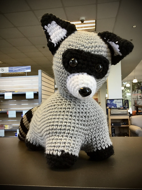 Raccoon Chonki boi