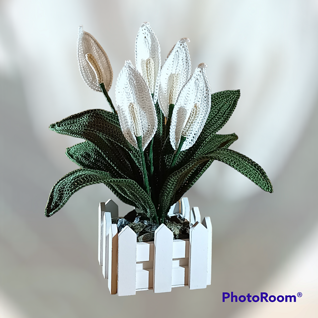 Spathiphyllum Plant in Pot