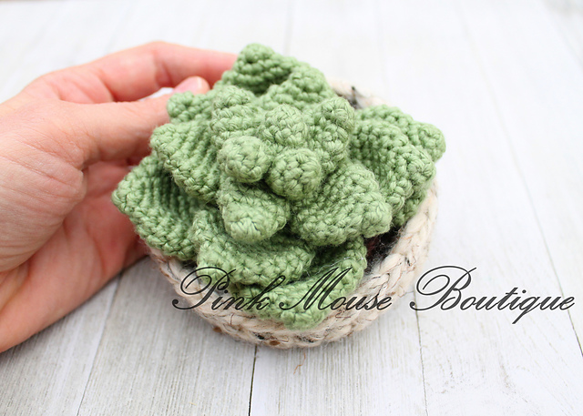 Succulent Plant