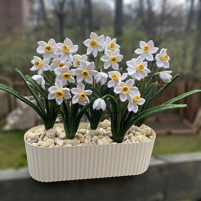Daffodils-Flower of Week 2