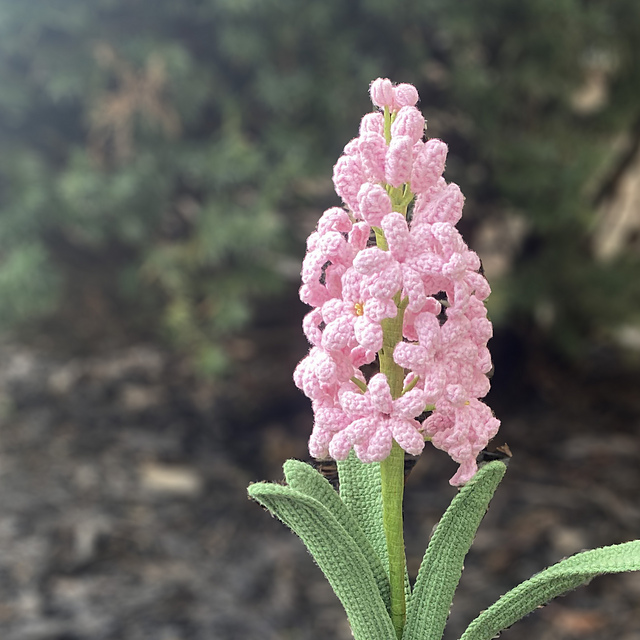 Hyacinth-Flower of Week 3
