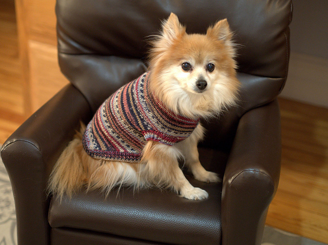 3022 Dog Sweater
