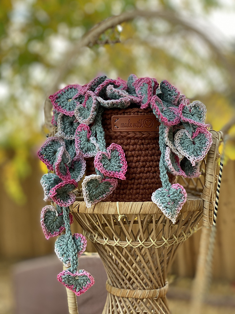 Var. String of Hearts Plant