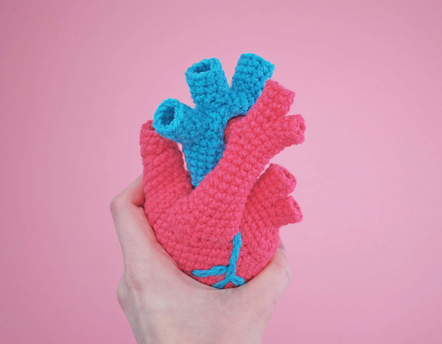 Anatomical Human Heart