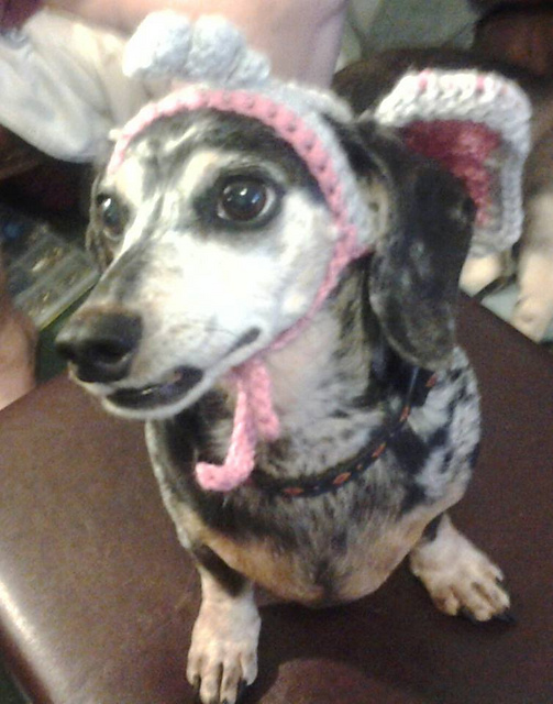 Elephant Hat for Dogs