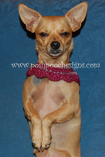 Beaded Dog Collar