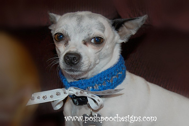 Pop Tab Dog collar and bracelet