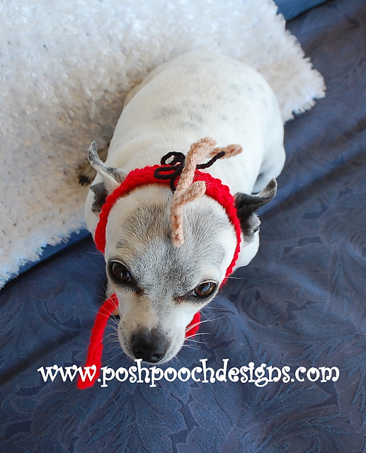 Max's Antler - Dog Antler - Pet Antler