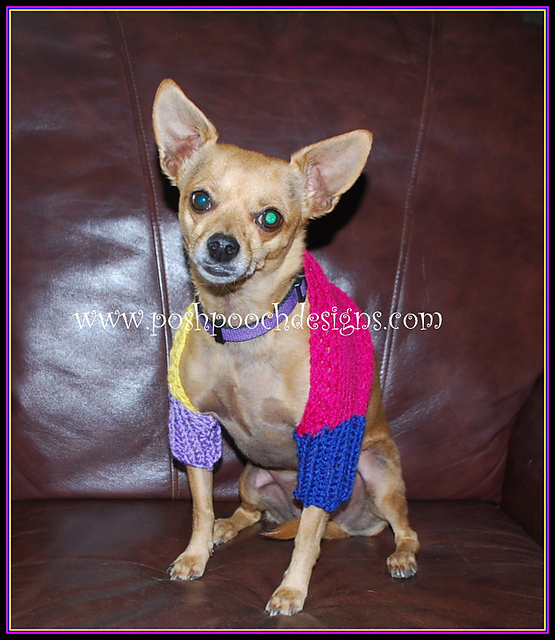 Color Block Dog Shrug