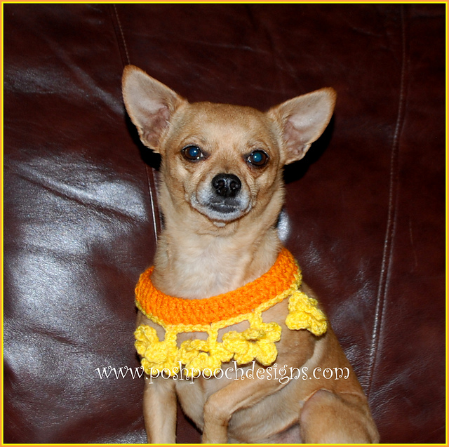 Marigold Flower Dog Collar