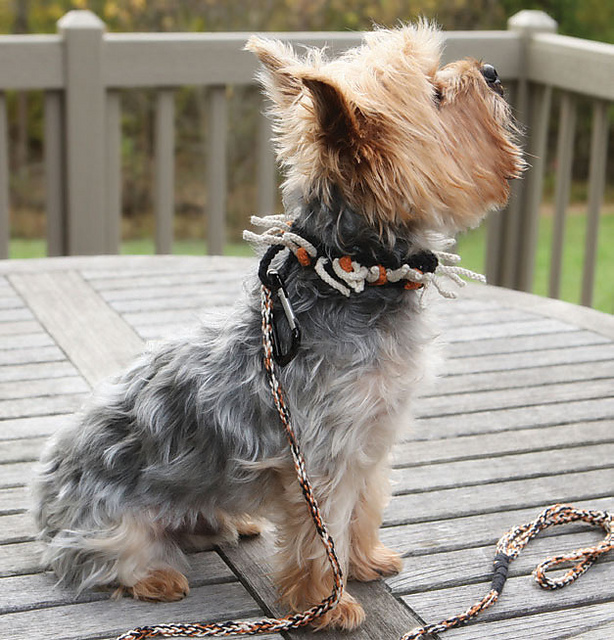 Carson's Dog Collar and Leash