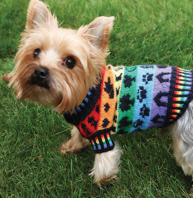 Widget's Rainbow Dog Sweater