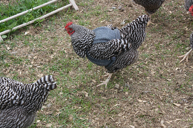 SPCA Blue Tick Hen Jumper