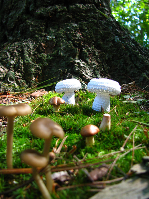 Vintage Button Mushrooms
