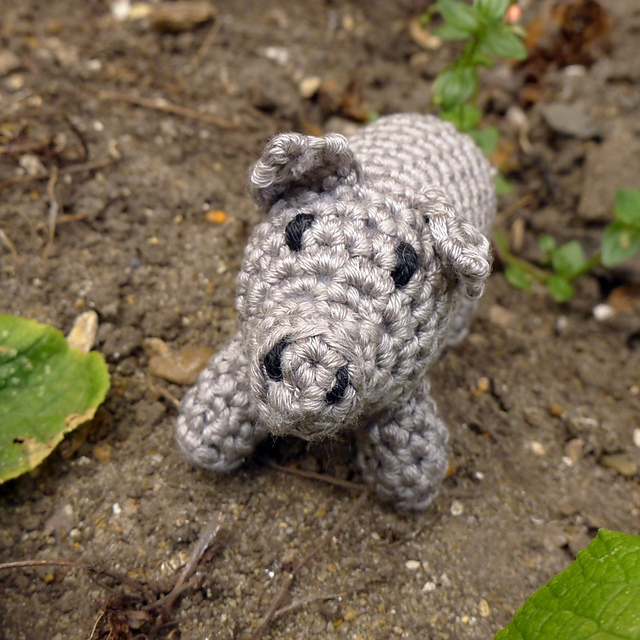 A Pocket Pig