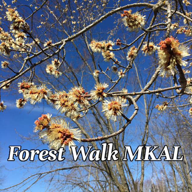 Forest Walk MKAL